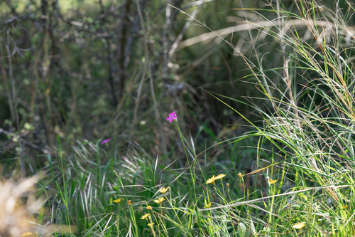 Silene cretica, photograph 6
