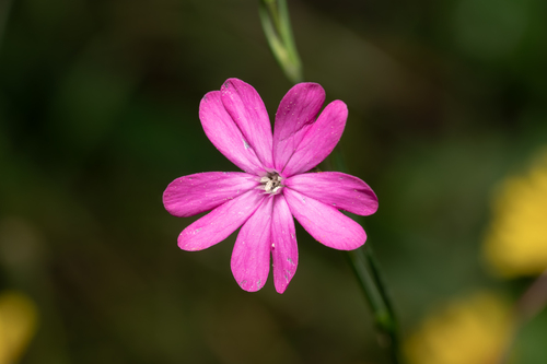Silene cretica, photograph 1