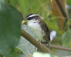 Pomatorhinus melanurus