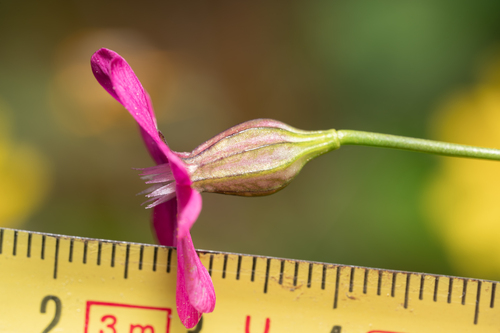 Silene cretica, photograph 3