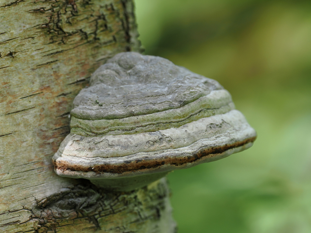Fomes fomentarius · April 2026 · photo: © ophrys (iNaturalist, cc-by)