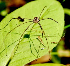 Leiobunum ventricosum