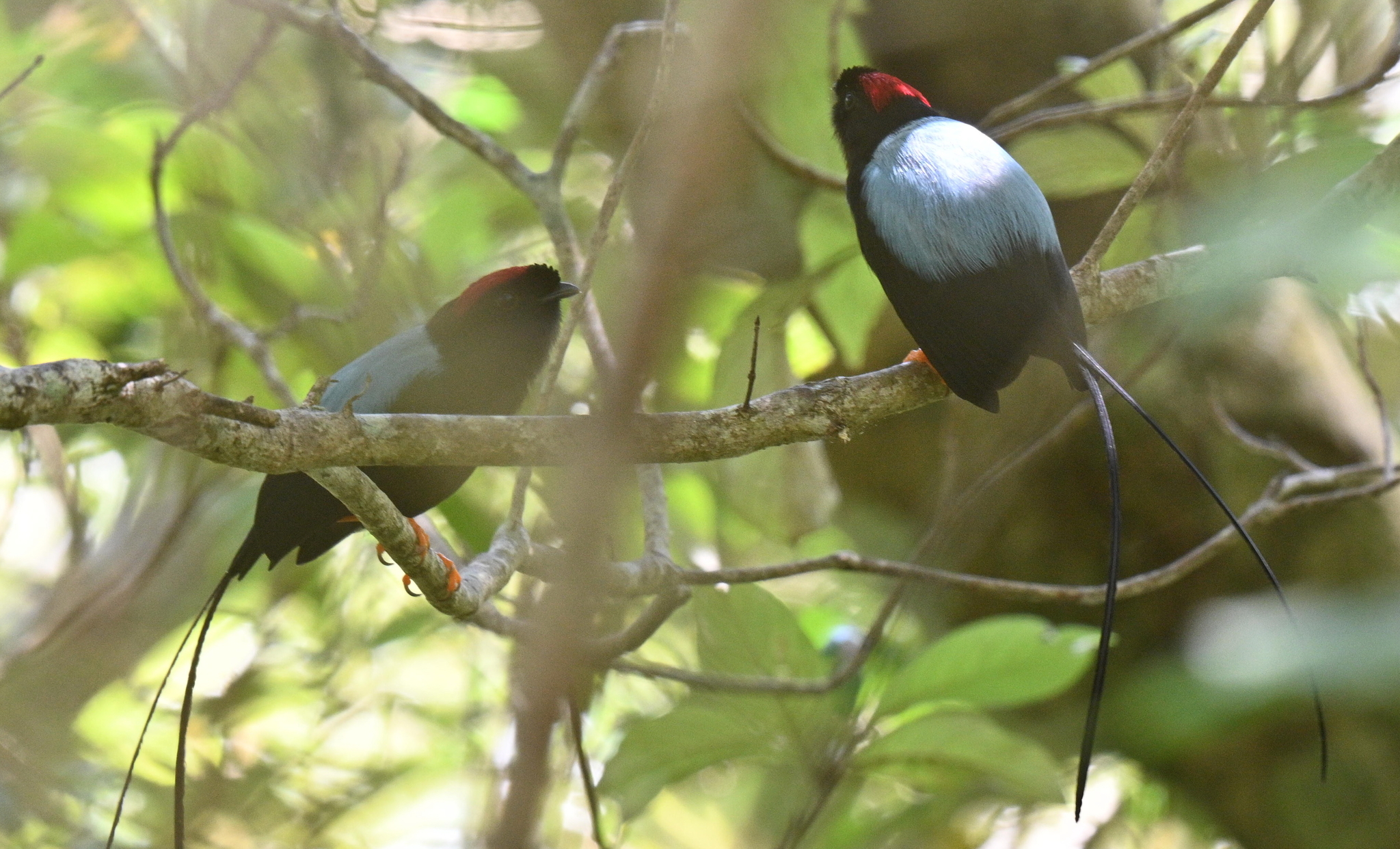 Long-tailed Manakin (Chiroxiphia linearis), photo 3