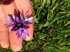 Dipterostemon capitatus