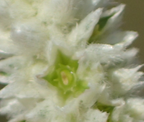 Ouret leucura, photograph 3