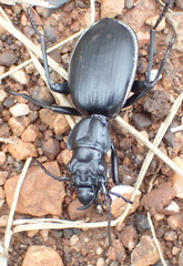 Anthia cinctipennis