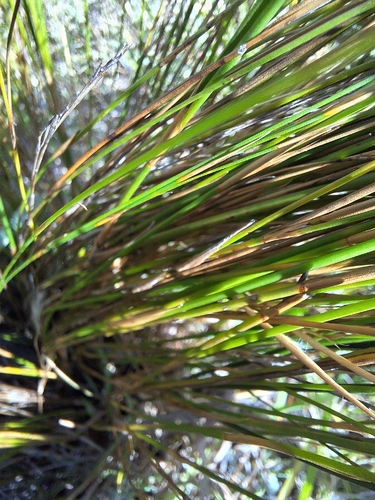 Restio festuciformis, photograph 5