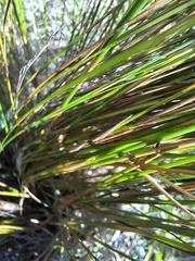 Restio festuciformis, photograph (c) Adele SL, some rights reserved (CC BY)