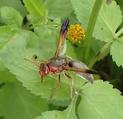 Rhynchium
