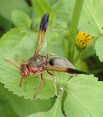 Rhynchium