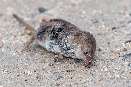 Masked Shrew observed by lisa_nature