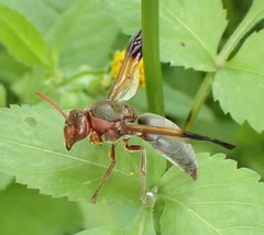 Rhynchium