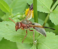 Rhynchium