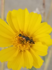 Eupompha elegans
