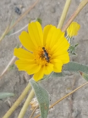 Eupompha elegans