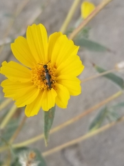 Eupompha elegans