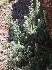 Cryptantha barbigera