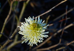 Fothergilla major