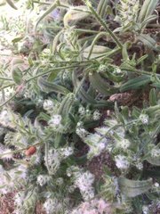 Cryptantha barbigera