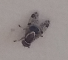 Scholastes bimaculatus
