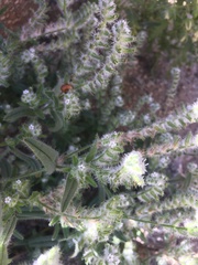 Cryptantha barbigera