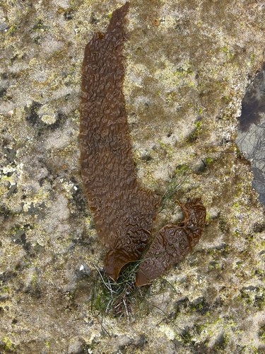 Laminaria farlowii, 2026-04-25
