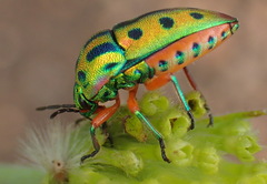 Calidea distinguenda