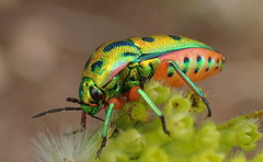 Calidea distinguenda