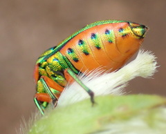 Calidea distinguenda