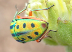 Calidea distinguenda