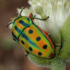 Calidea distinguenda