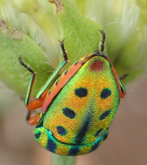 Calidea distinguenda