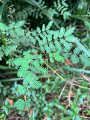 Mimosa bimucronata, photograph (c) Júlio Castellain, some rights reserved (CC BY)