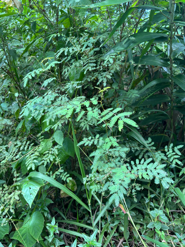 Mimosa bimucronata, photograph 6