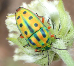 Calidea distinguenda