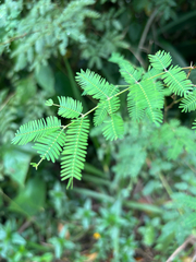 Mimosa bimucronata, photograph (c) Júlio Castellain, some rights reserved (CC BY)