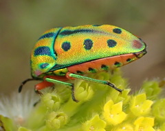 Calidea distinguenda