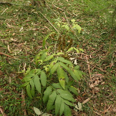 Sambucus gaudichaudiana