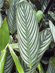 Ctenanthe oppenheimiana