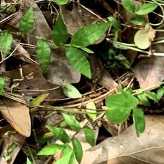 Oplismenus hirtellus setarius