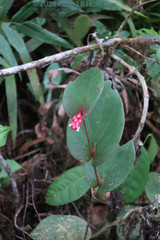 Cavendishia complectens