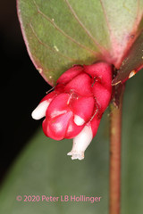 Cavendishia complectens