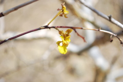 Trichocentrum brachyphyllum