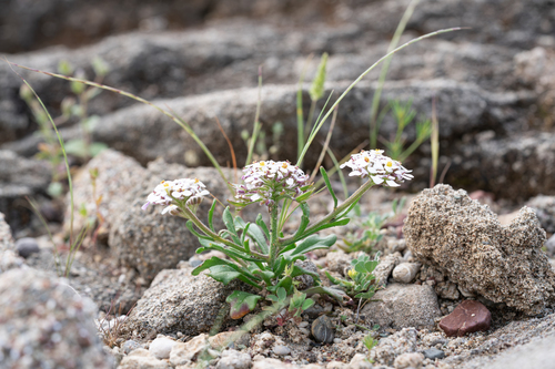 Iberis carnosa