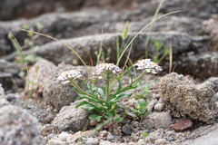 Iberis carnosa