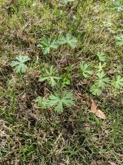 Geranium carolinianum carolinianum