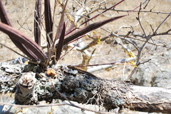 Trichocentrum brachyphyllum