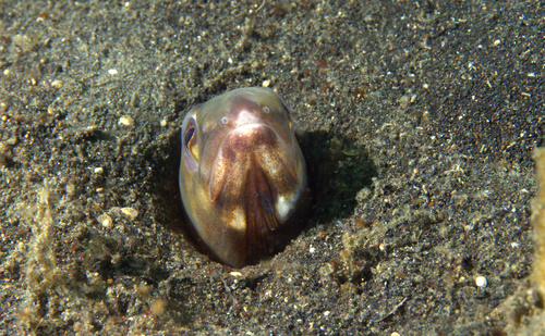 Sand conger (Ariosoma anagoides) — Congridae — 4