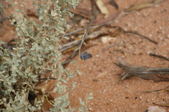 Theclinesthes serpentata serpentata