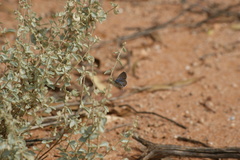 Theclinesthes serpentata serpentata